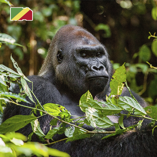 Data SIM Card Congo 10GB (30 days)